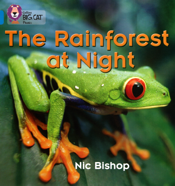 the rainforest at night